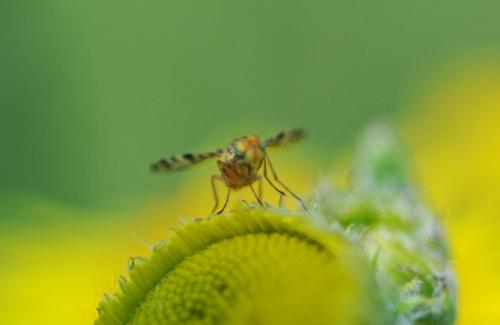Myopites apicatus